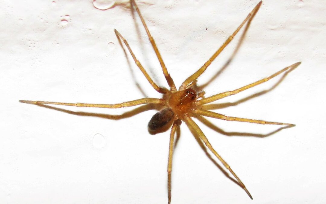 Tips para evitar la mordedura de la araña de rincón